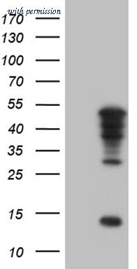 OriGene CF809357 image 1