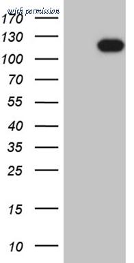 OriGene CF809358 image 1