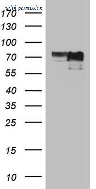 OriGene CF809361 image 1