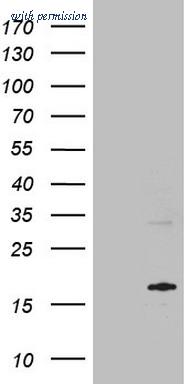 OriGene CF809379 image 1