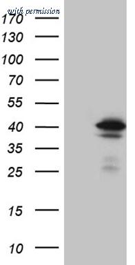 OriGene CF809386 image 1