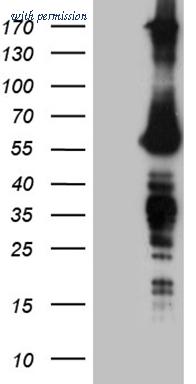 OriGene CF809392 image 1