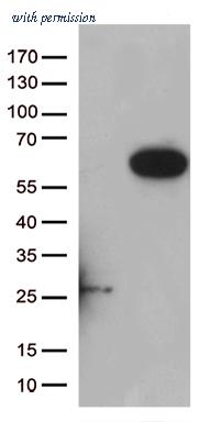 OriGene CF809393 image 1