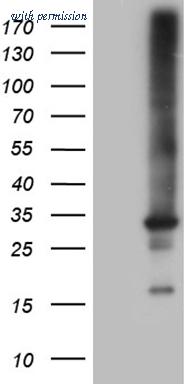 OriGene CF809395 image 1