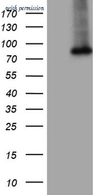 OriGene CF809396 image 1