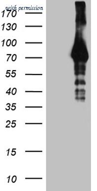 OriGene CF809397 image 1