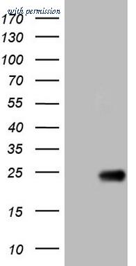 OriGene CF809426 image 1