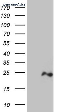 OriGene CF809438 image 1