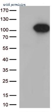 OriGene CF809449 image 1