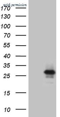 OriGene CF809452 image 1
