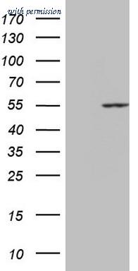 OriGene CF809454 image 1