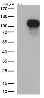OriGene CF809456 image 1