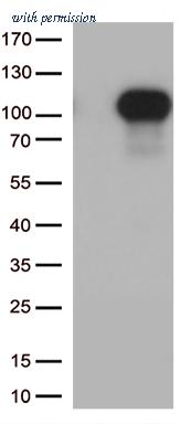 OriGene CF809457 image 1