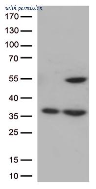 OriGene CF809460 image 1