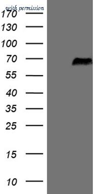 OriGene CF809462 image 1
