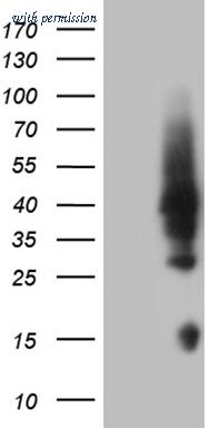 OriGene CF809473 image 1