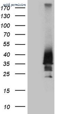 OriGene CF809474 image 1
