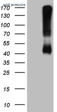 OriGene CF809478 image 1