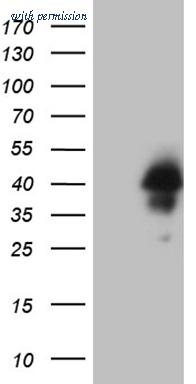 OriGene CF809484 image 1
