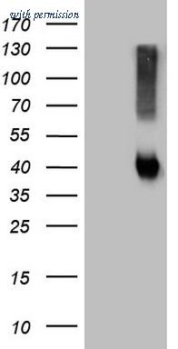 OriGene CF809490 image 1
