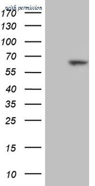OriGene CF809493 image 1