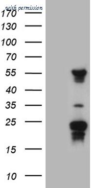 OriGene CF809502 image 1