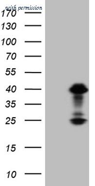 OriGene CF809510 image 1