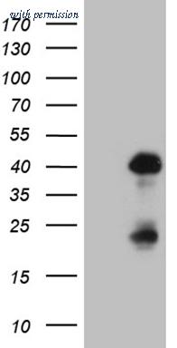 OriGene CF809511 image 1