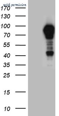 OriGene CF809517 image 1