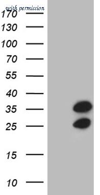 OriGene CF809519 image 1