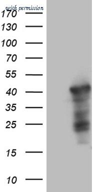 OriGene CF809521 image 1