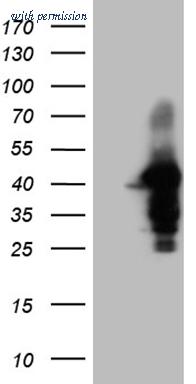 OriGene CF809522 image 1