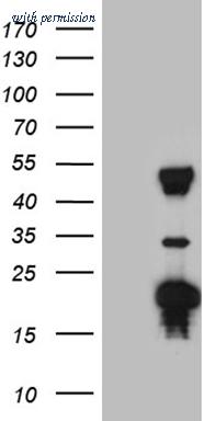 OriGene CF809532 image 1