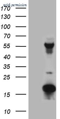 OriGene CF809550 image 1