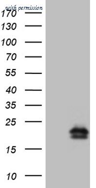 OriGene CF809559 image 1