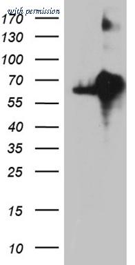 OriGene CF809568 image 1