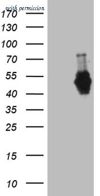 OriGene CF809619 image 1