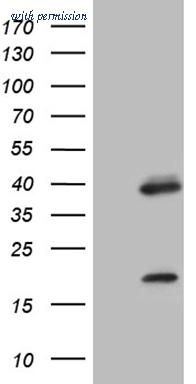 OriGene CF809627 image 1