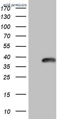 OriGene CF809631 image 1
