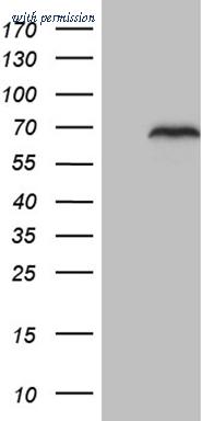 OriGene CF809632 image 1