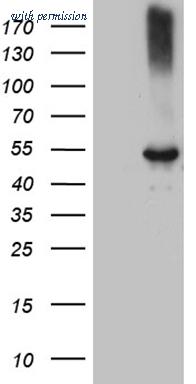 OriGene CF809653 image 1