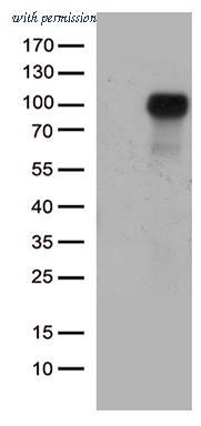OriGene CF809675 image 1