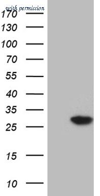 OriGene CF809679 image 1