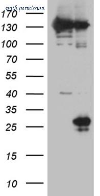 OriGene CF809688 image 1