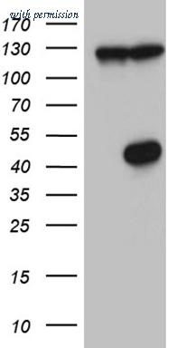 OriGene CF809690 image 1