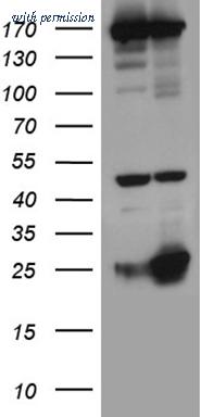 OriGene CF809703 image 1