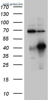 OriGene CF809708 image 1