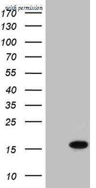 OriGene CF809716 image 1
