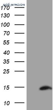 OriGene CF809727 image 1