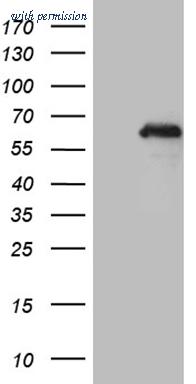 OriGene CF809742 image 1